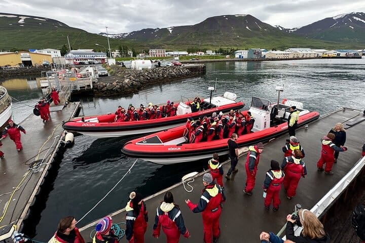 Avistamiento exprés de ballenas en Dalvik cerca de Akureyri norte de Islandia