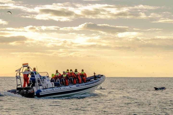 Avistamiento de ballenas en grupos pequeños al sol de medianoche desde Reikiavik