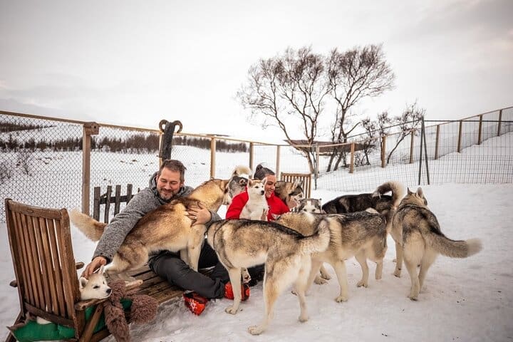 Acariciar a los huskys, en Akureyri