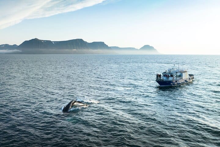 Islandia en agosto: ballenas, auroras y glaciares