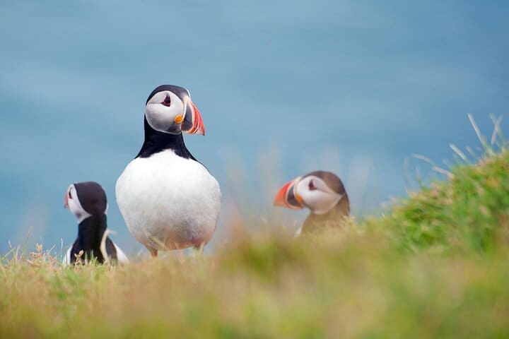 Excursión privada de día completo a la isla Westman desde Reikiavik