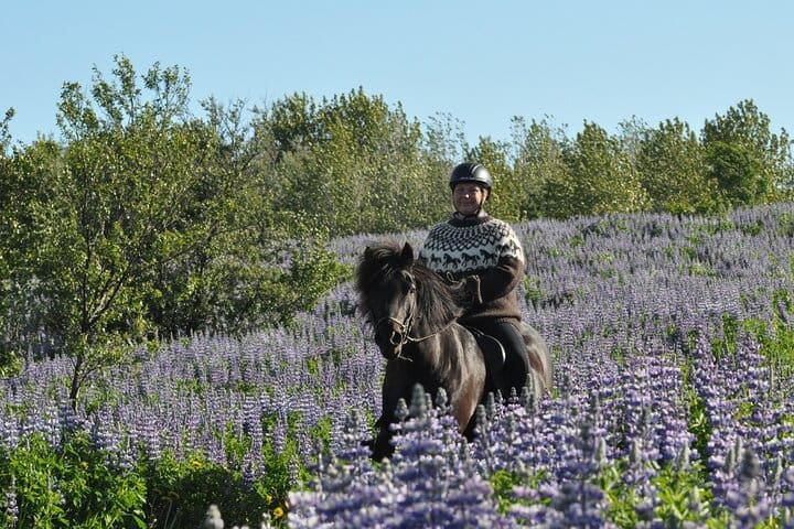 Tour a caballo en Mosfellsbær