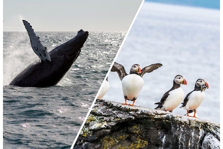 Tour de observación de ballenas y frailecillos en Reikiavik