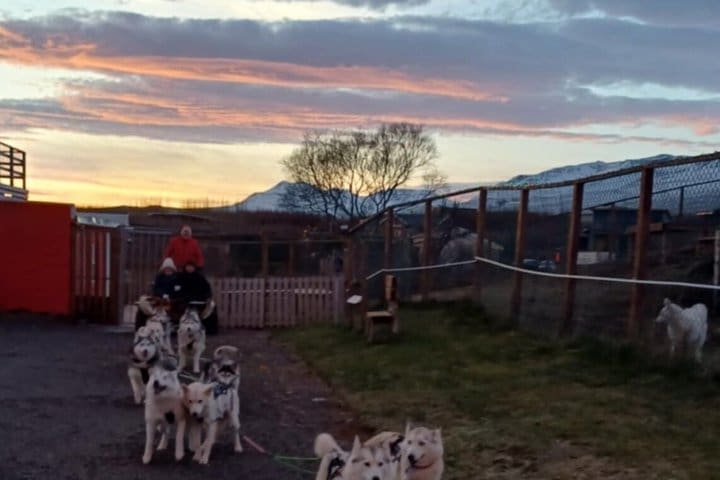 Paseo en carrito de perro en Akureyri